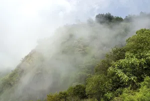 Mist capped Singara hill view Nilgiris