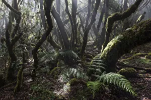 Mist in the cloud forest, laurel forest