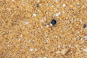 Mist drinker beetle, Tenebrionidae