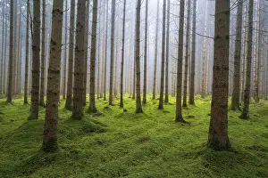 Mist in the morning in forest of conifer trees near Ulm