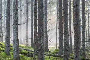 Mist in the spruce forest