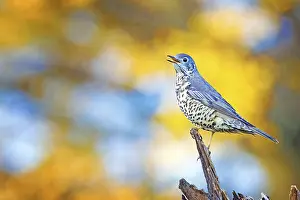 Mistle thrush (Turdus viscivorus)