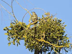 Mistle Thrush (Turdus viscivorus)