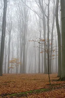 Misty autumn beech forest, ground covered by fallen leaves