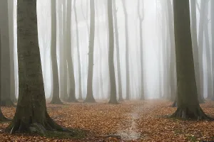 Misty autumn beech forest, ground covered by fallen leaves
