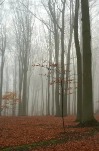 Misty autumn beech forest, ground covered by fallen leaves