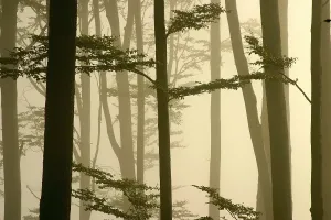 Misty beech forest, Sidonie, White Carpathian mountains protected landscape area