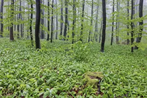 A misty forest where the forest floor is covered with wild garlic (Allium ursinum)