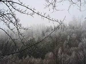 Misty forest on a hill, mystical winter landscape