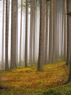 Misty forest, Kamenna hora, Bohemian Forest National Park