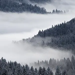 Misty forest landscape with fog covering tree-covered hills (Abies alba) in a serene winter atmosphere
