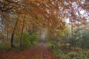 A misty forest path, lined with autumnal trees and colourful foliage