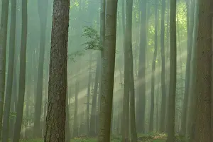 Category Forests Prints: A misty forest with rays of light shining through the trees with a calm