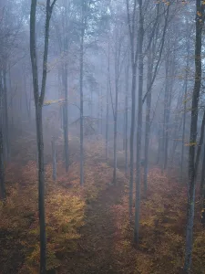 Misty forest scene with autumn leaves and tall trunks