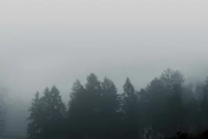 Misty forest scenery with pine treetops covered with fog in a moody moment
