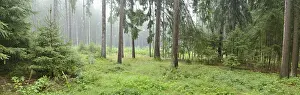 Misty forest with tall pine trees and lush green undergrowth creating a serene and tranquil atmosphere