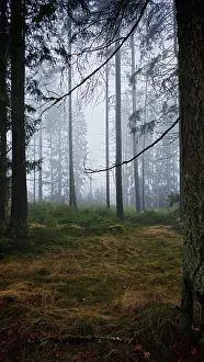 Misty forest with tall trees and a quiet winter atmosphere