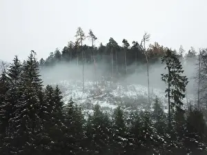 Misty snow-dusted forest on a foggy hillside with tall pine silhouettes