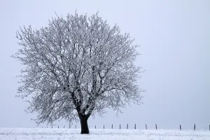 Misty winter landscape with tree