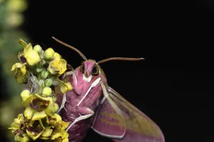 Mittlerer Weinschwarmer (Deilephila elpenor)