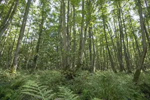 Mixed beech forest, with lush undergrowth