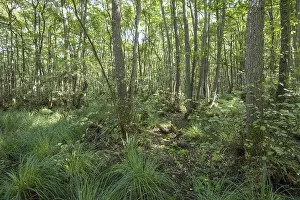 Mixed beech forest, with lush undergrowth