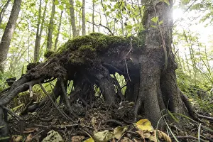 Mixed beech forest, roots formed above ground