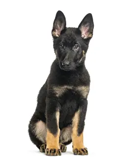 Mixed breed dog, 4 months old, sitting in front of white background
