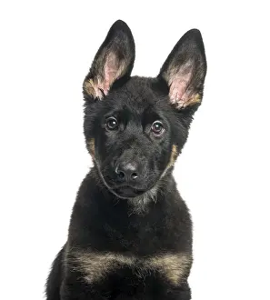 Mixed breed dog, 4 months old, in front of white background
