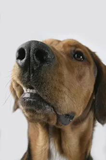 Mixed Breed Dog