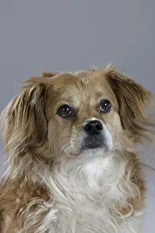 Mixed Breed Dog