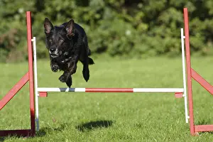 Mixed breed dog, agility, jumps over hurdle
