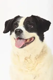 Mixed breed dog, bitch, 10 years old