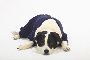 Mixed breed dog, bitch, 10 years old