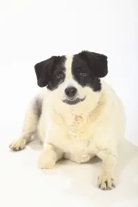 Mixed breed dog, bitch, 10 years old