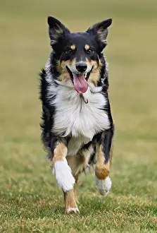 Mixed breed dog between Border Collie and Australian Shepherd jumps across meadow