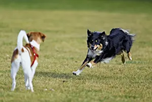 Mixed breed dog between Border Collie and Australian Shepherd plays with Beagle