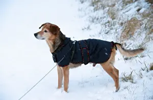 Mixed breed dog with coat, coat