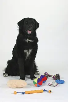 Mixed breed dog with different types of toys