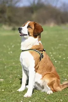 Mixed breed dog, harness