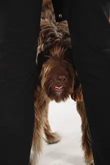 Mixed breed dog looks through between human legs