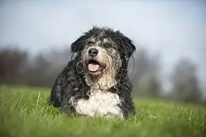 Mixed breed dog lying in a meadow