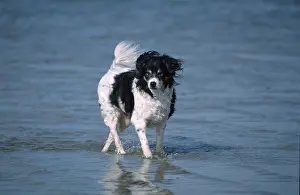 Mixed Breed Dog, mixed breed dog, outdoor, outdoor