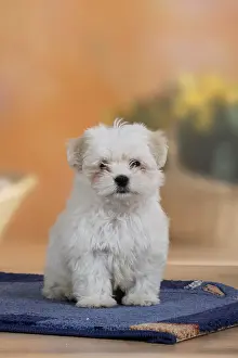 Mixed breed dog, puppy, 10 weeks
