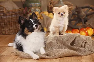 Mixed breed dog with puppy, 12 weeks (Spitz cross)