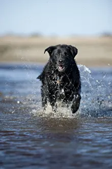 Mixed breed dog running through water