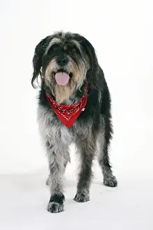 Mixed breed dog with scarf