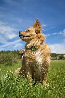 Framed Print : Mixed-breed dog sits in a meadow and looks out of it