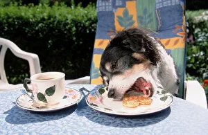 Mixed breed dog stealing waffle from plate