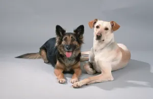 Mixed breed dogs